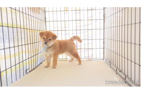 成約済の茨城県の柴犬-223249の2枚目