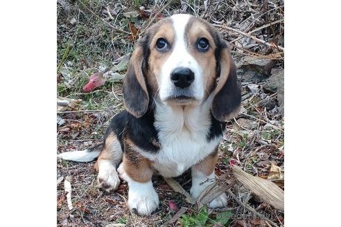 成約済の神奈川県のミックス犬-210927の1枚目