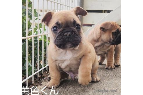 成約済の埼玉県のフレンチブルドッグ-219341の1枚目