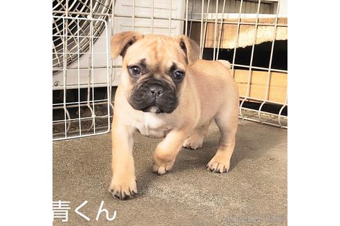 成約済の埼玉県のフレンチブルドッグ-218450の2枚目