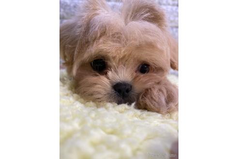 成約済の茨城県のミックス犬-222118の5枚目