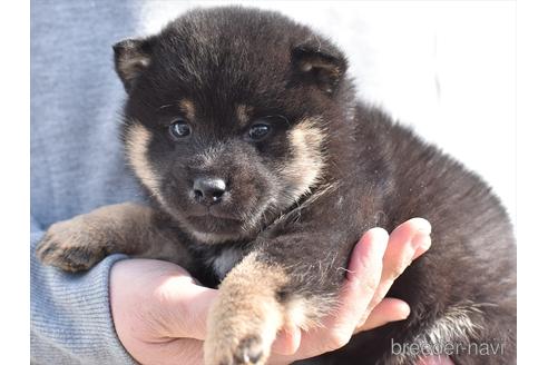 成約済の愛知県の柴犬-222001の5枚目