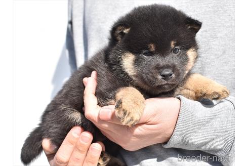 成約済の愛知県の柴犬-222001の4枚目