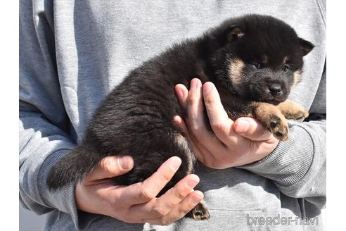 成約済の愛知県の柴犬-222001の3枚目