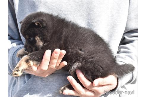 成約済の愛知県の柴犬-222001の2枚目