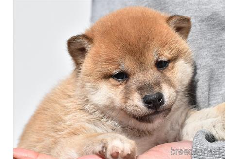 成約済の愛知県の柴犬-222002
