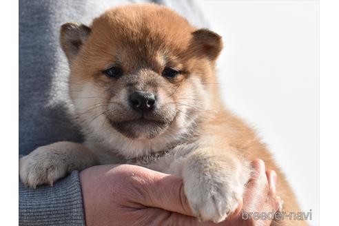 成約済の愛知県の柴犬-222002の5枚目