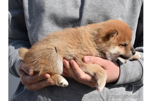 成約済の愛知県の柴犬-222002の3枚目