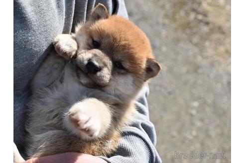 成約済の愛知県の柴犬-222002の2枚目