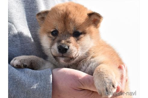 成約済の愛知県の柴犬-222003