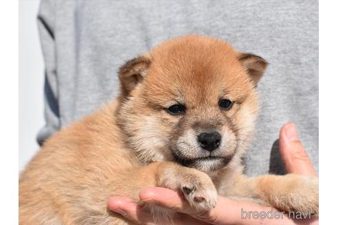 成約済の愛知県の柴犬-222003の5枚目