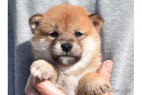 成約済の愛知県の柴犬-222003の4枚目