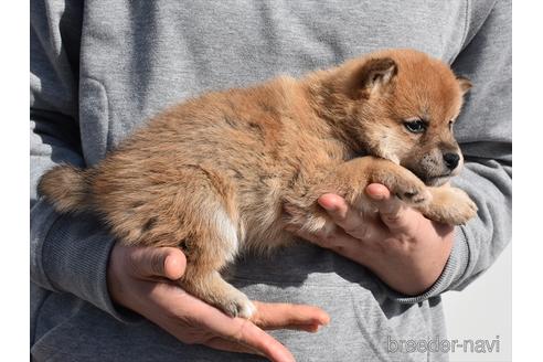 成約済の愛知県の柴犬-222003の3枚目