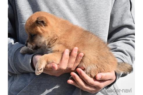 成約済の愛知県の柴犬-222003の2枚目