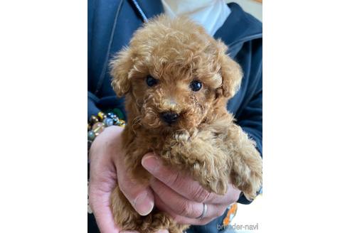 成約済の静岡県のタイニープードル-223328