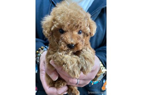 成約済の静岡県のタイニープードル-223328の2枚目