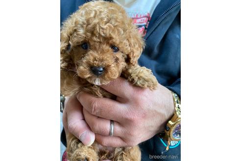 成約済の静岡県のタイニープードル-223330の2枚目