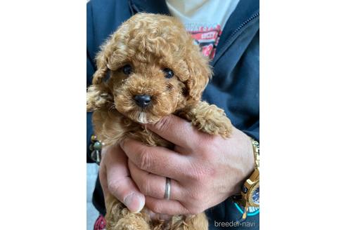 成約済の静岡県のタイニープードル-223330の1枚目