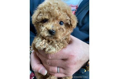 成約済の静岡県のタイニープードル-223331の1枚目
