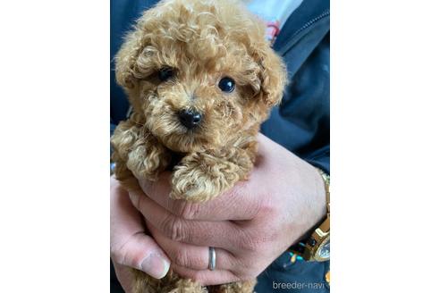 成約済の静岡県のタイニープードル-223331の3枚目