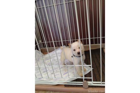 子犬