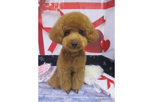 成約済の鳥取県のトイプードル-192985の1枚目