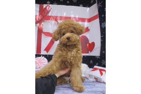 成約済の鳥取県のティーカッププードル-214638の2枚目