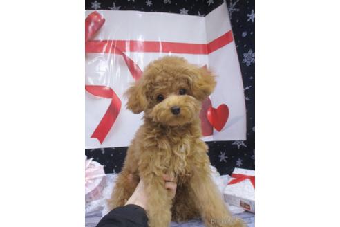 成約済の鳥取県のティーカッププードル-214638の1枚目