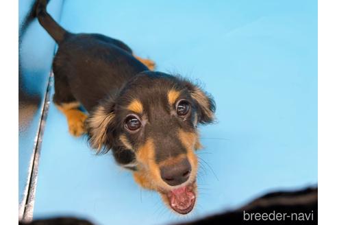 成約済の東京都のミニチュアダックスフンド(ロングヘアード)-213992の9枚目