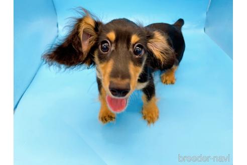 成約済の東京都のミニチュアダックスフンド(ロングヘアード)-213992の8枚目