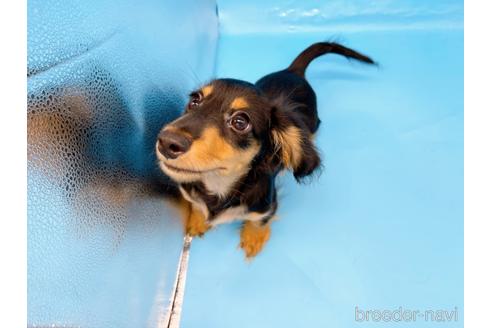 成約済の東京都のミニチュアダックスフンド(ロングヘアード)-213992の7枚目