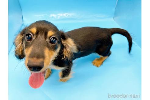 成約済の東京都のミニチュアダックスフンド(ロングヘアード)-213992の1枚目