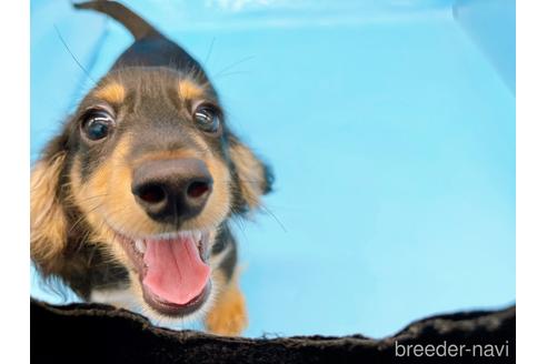 成約済の東京都のミニチュアダックスフンド(ロングヘアード)-213992の6枚目