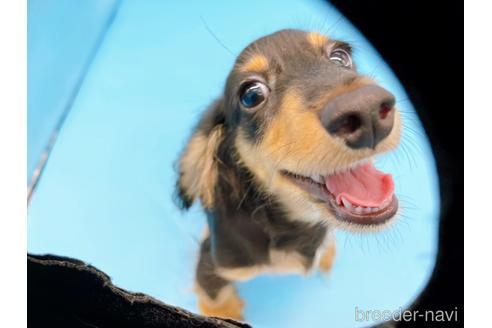 成約済の東京都のミニチュアダックスフンド(ロングヘアード)-213992の5枚目