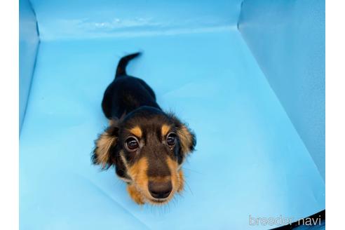 成約済の東京都のミニチュアダックスフンド(ロングヘアード)-213992の4枚目