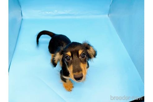 成約済の東京都のミニチュアダックスフンド(ロングヘアード)-213992の3枚目