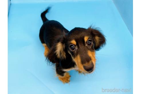 成約済の東京都のミニチュアダックスフンド(ロングヘアード)-213992の2枚目