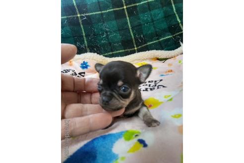 成約済の大分県のチワワ(スムースコート)-223385の5枚目