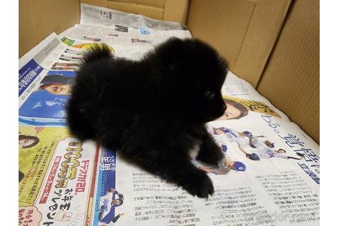 成約済の愛知県のポメラニアン-221334の2枚目
