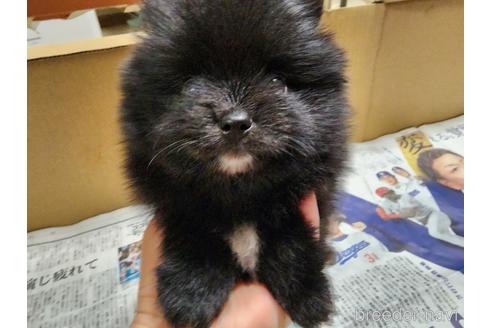 成約済の愛知県のポメラニアン-221334の3枚目
