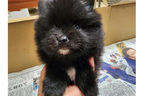 成約済の愛知県のポメラニアン-221334の4枚目