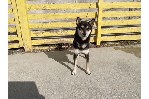 成約済の奈良県の柴犬-223438の2枚目
