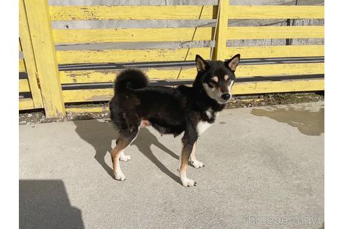 成約済の奈良県の柴犬-223438の3枚目