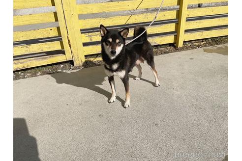 成約済の奈良県の柴犬-223438の1枚目