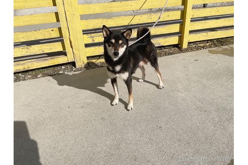 成約済の奈良県の柴犬-223438