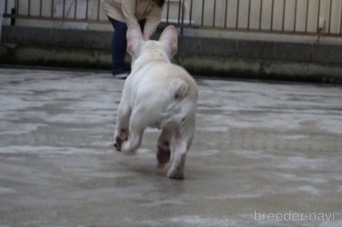 成約済の神奈川県のフレンチブルドッグ-223459の2枚目