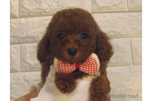 成約済の茨城県のトイプードル-223485の5枚目