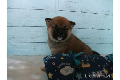 成約済の埼玉県の柴犬-223491の2枚目