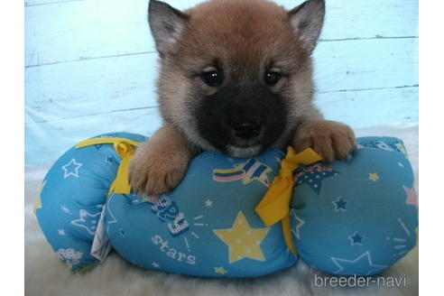 成約済の埼玉県の柴犬-223492の3枚目
