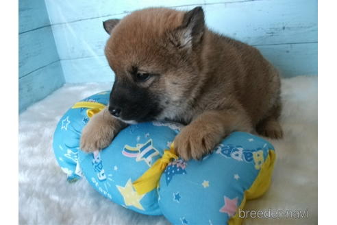 成約済の埼玉県の柴犬-223492の2枚目